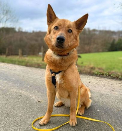 Raya in 57627 Marzhausen sucht ihr Für-immer-Zuhause