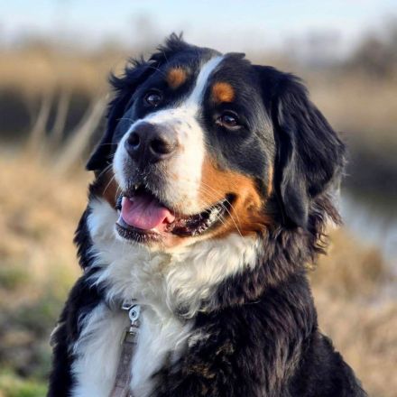 Elfie in 23769 Burg sucht ihr Für-immer-Zuhause