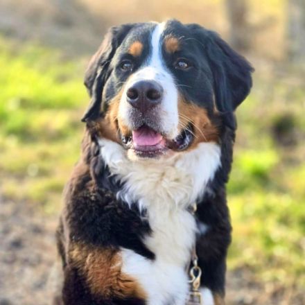 Elfie in 23769 Burg sucht ihr Für-immer-Zuhause