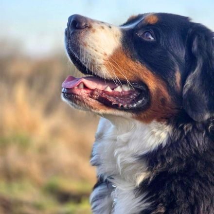 Elfie in 23769 Burg sucht ihr Für-immer-Zuhause