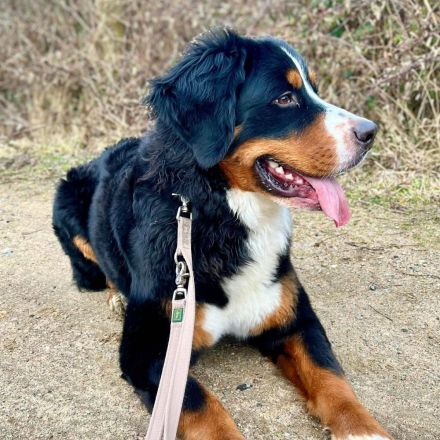 Elfie in 23769 Burg sucht ihr Für-immer-Zuhause