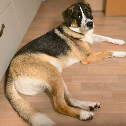 Soul in 74074 Heilbronn sucht sein Für-immer-Zuhause