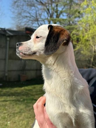 Minou, offene, zutrauliche Hündin sucht ein liebevolles Zuhause, gerne als Einzelhund, 8M, 25 cm