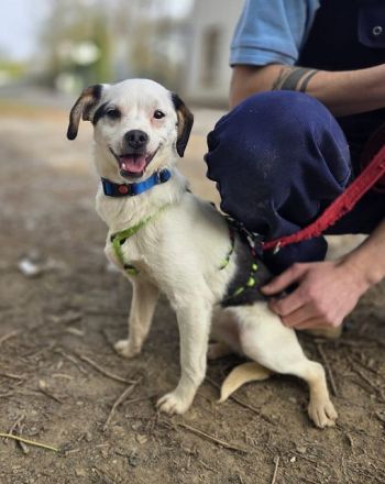 Minou, offene, zutrauliche Hündin sucht ein liebevolles Zuhause, gerne als Einzelhund, 8M, 25 cm