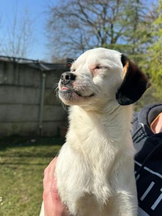 Minou, offene, zutrauliche Hündin sucht ein liebevolles Zuhause, gerne als Einzelhund, 8M, 25 cm