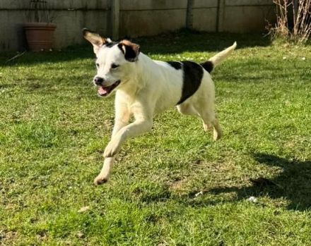 Minou, offene, zutrauliche Hündin sucht ein liebevolles Zuhause, gerne als Einzelhund, 8M, 25 cm