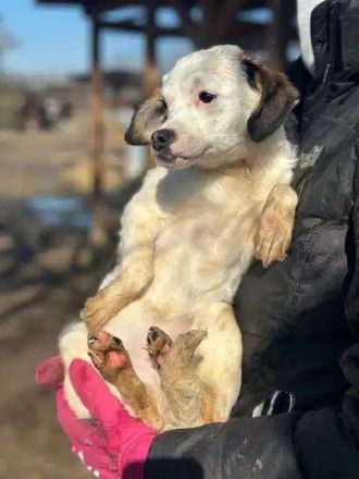 Minou, offene, zutrauliche, junge Hündin sucht ein liebevolles Zuhause, 6M, 25 cm