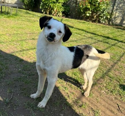 Minou, offene, zutrauliche Hündin sucht ein liebevolles Zuhause, gerne als Einzelhund, 8M, 25 cm