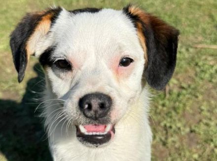 Minou, offene, zutrauliche Hündin sucht ein liebevolles Zuhause, gerne als Einzelhund, 8M, 25 cm
