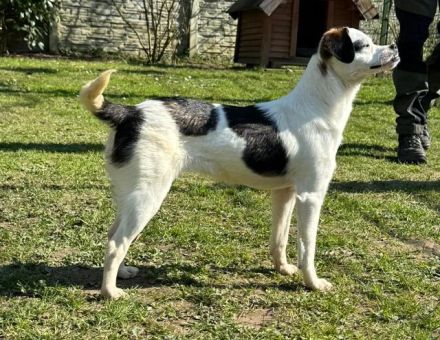 Minou, offene, zutrauliche Hündin sucht ein liebevolles Zuhause, gerne als Einzelhund, 8M, 25 cm