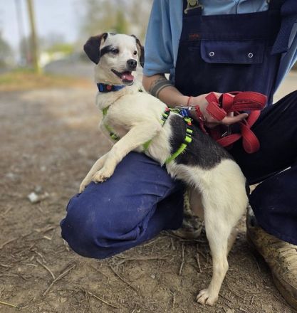 Minou, offene, zutrauliche Hündin sucht ein liebevolles Zuhause, gerne als Einzelhund, 8M, 25 cm