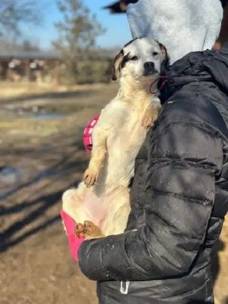 Minou, offene, zutrauliche, junge Hündin sucht ein liebevolles Zuhause, 6M, 25 cm