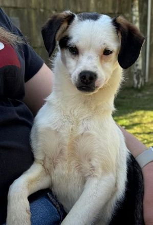 Minou, offene, zutrauliche Hündin sucht ein liebevolles Zuhause, gerne als Einzelhund, 8M, 25 cm