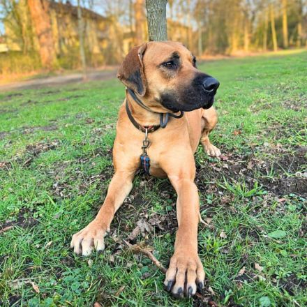 Karma in 45768 Marl sucht ihr Für-immer-Zuhause