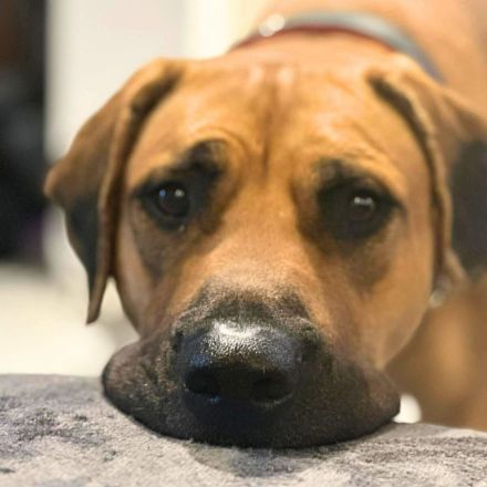 Karma in 45768 Marl sucht ihr Für-immer-Zuhause