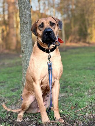 Karma in 45768 Marl sucht ihr Für-immer-Zuhause