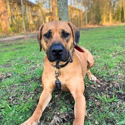 Karma in 45768 Marl sucht ihr Für-immer-Zuhause