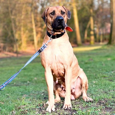 Karma in 45768 Marl sucht ihr Für-immer-Zuhause