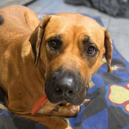 Karma in 45768 Marl sucht ihr Für-immer-Zuhause