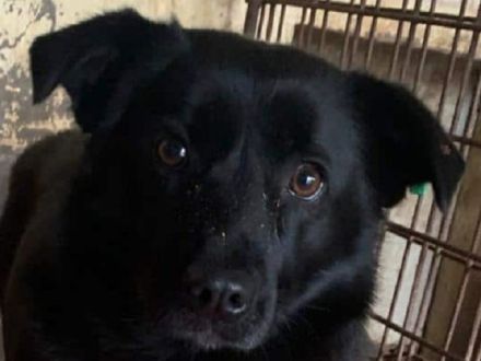 Mümpi möchte ihre zweite Chance auf Leben und ein sicheres Zuhause sehr gerne nutzen.... 4J, 32 cm