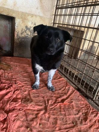 Mümpi möchte ihre zweite Chance auf Leben und ein sicheres Zuhause sehr gerne nutzen.... 4J, 32 cm