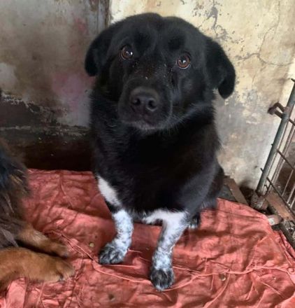 Mümpi möchte ihre zweite Chance auf Leben und ein sicheres Zuhause sehr gerne nutzen.... 4J, 32 cm