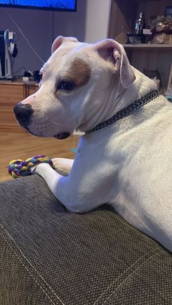 Liebevolle Amstaff Dame