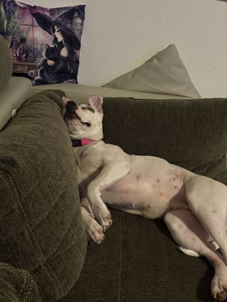 Liebevolle Amstaff Dame