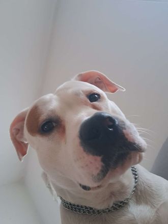 Liebevolle Amstaff Dame
