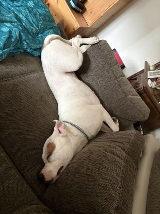 Liebevolle Amstaff Dame