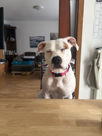 Liebevolle Amstaff Dame