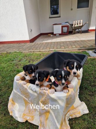 appenzeller sennenhund Welpen