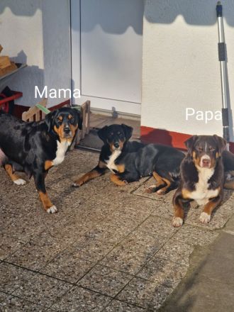appenzeller sennenhund Welpen