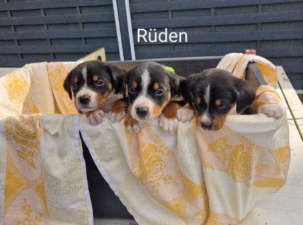 appenzeller sennenhund Welpen