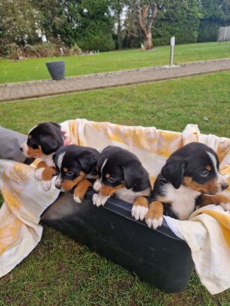 appenzeller sennenhund Welpen