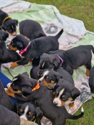 appenzeller sennenhund Welpen