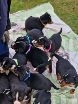 appenzeller sennenhund Welpen