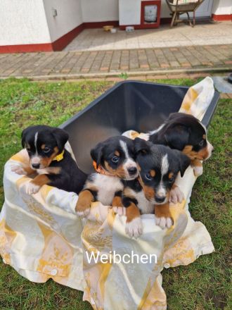 appenzeller sennenhund Welpen