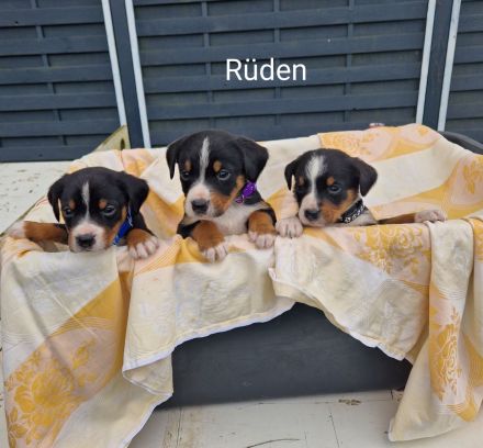 appenzeller sennenhund Welpen
