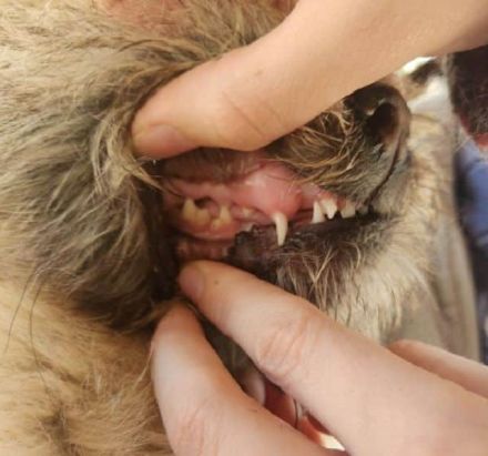 Nick, kleiner flauschiger Bub auf der Suche nach einer Familie, 1.5J, 30 cm