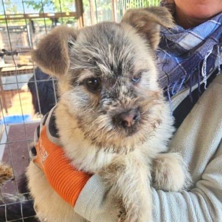 Nick, kleiner flauschiger Bub auf der Suche nach einer Familie, 1.5J, 30 cm