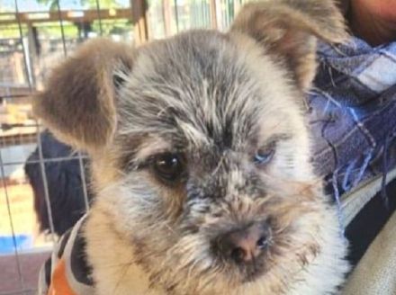 Nick, kleiner flauschiger Bub auf der Suche nach einer Familie, 1.5J, 30 cm