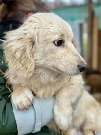 Pippo, Dackel in Golden-Retriever-Optik sucht ruhiges, hundeerfahrenes Zuhause, 6M, 30 cm