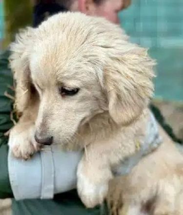 Pippo, Dackel in Golden-Retriever-Optik sucht ruhiges, hundeerfahrenes Zuhause, 6M, 30 cm