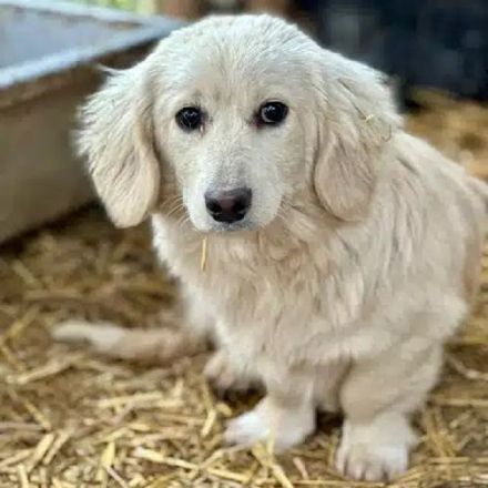 Pippo, Dackel in Golden-Retriever-Optik sucht ruhiges, hundeerfahrenes Zuhause, 6M, 30 cm