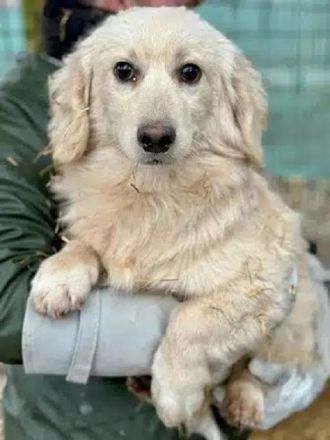 Pippo, Dackel in Golden-Retriever-Optik sucht ruhiges, hundeerfahrenes Zuhause, 6M, 30 cm
