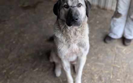 Stattlicher Rüde Samuel mit sanftem Wesen