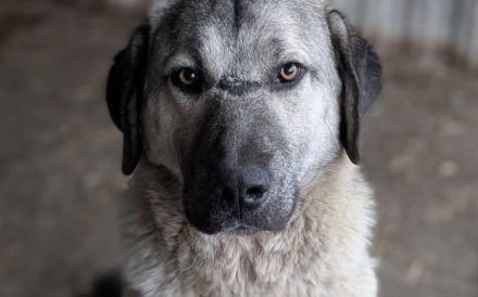 Stattlicher Rüde Samuel mit sanftem Wesen