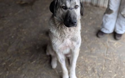 Stattlicher Rüde Samuel mit sanftem Wesen