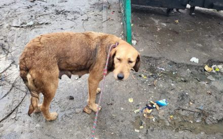 Freundliche und soziale Tosca sucht Familienanschluss